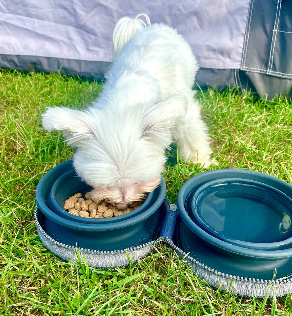 COLAPZ コラプズ Portable Dog Water Bottle & Poop Bag Holder