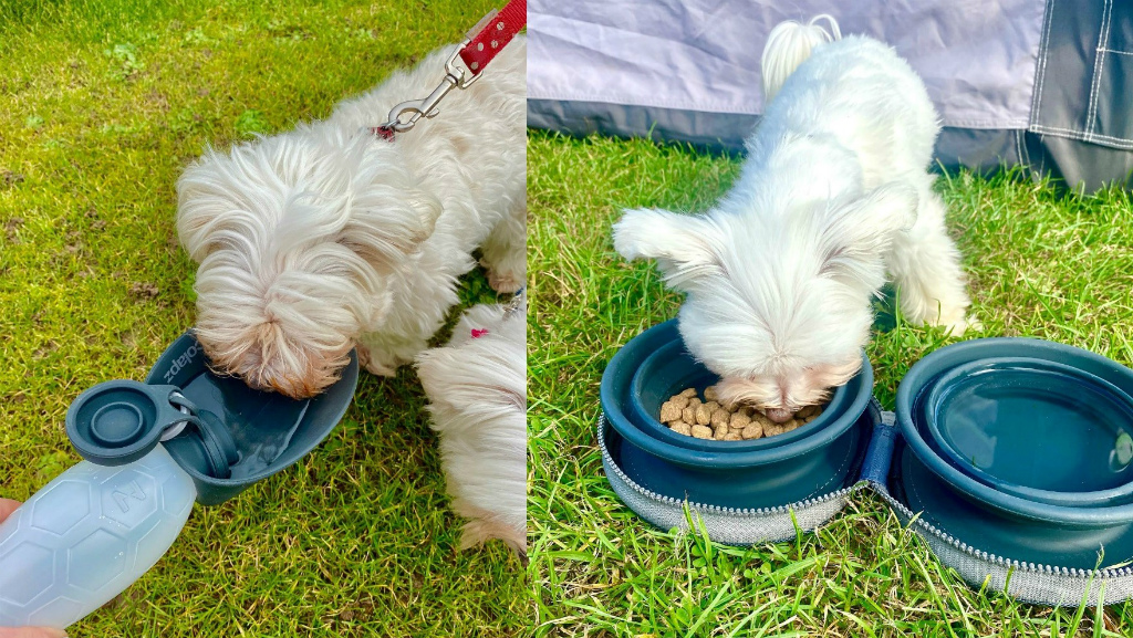 COLAPZ コラプズ ペット